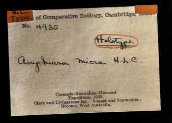 Media type: image;   Invertebrate Zoology OPH-4935 Description: Labels for this specimen included in the specimen tray.;  Aspect: labels